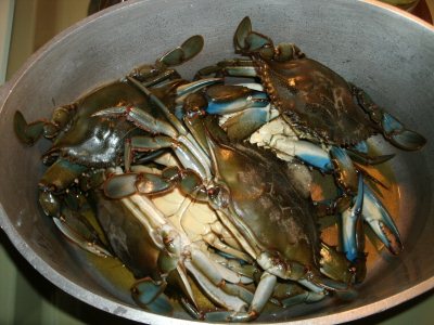 Cooking Blue Crab The Easy Way To Cook Fresh Blue Claw Crabs,Hinoki Cypress Crippsii